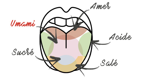 Qu'est ce que l'umami, la 5ème saveur ?