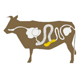 Image boyaux baudruche de boeuf