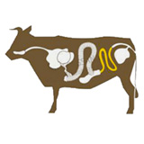 Image boyaux gros de boeuf
