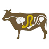 Image boyaux menu de boeuf