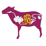Image boyaux menu mouton