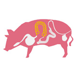 Image boyaux menu de porc