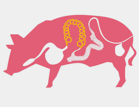 Image boyau de porc