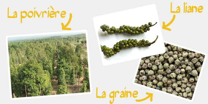liane de poivre et poivrière
